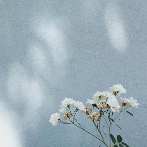 Blue Pastel Wallpaper Aesthetic, Pastel Blue Background Aesthetic, Soft Floral Aesthetic, Light Blue Aesthetic Soft, Blue Floral Aesthetic, Blue Sargent, Baby Blue Aesthetic, Floral Aesthetic, Light Blue Aesthetic