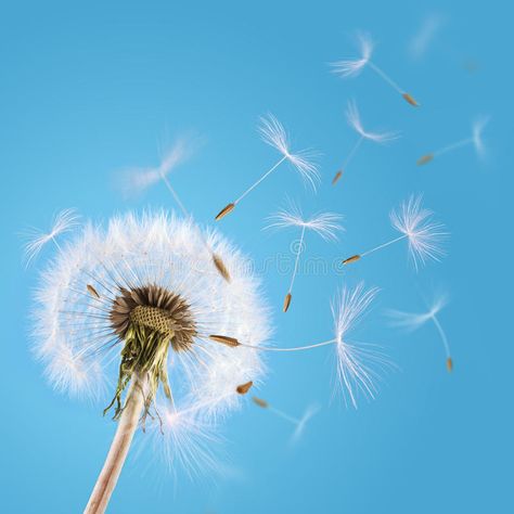 Dandelion seeds blown in the sky. Overblown dandelion with seeds flying away wit , #sponsored, #blown, #sky, #Dandelion, #seeds, #flying #ad Dandelion Pictures, Dandelion Seeds, School Murals, Dandelion Seed, Funny Animal Quotes, Landscape Photography Nature, Flower Names, Painted Wine Glasses, Tree Silhouette