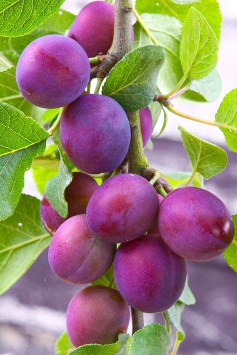 Plums Archives - Ison's Nursery & Vineyard Plum Photography, Plum Varieties, Prune Fruit, Plum Trees, Vegetable Pictures, Plum Fruit, Fruit Picture, Plum Tree, Planting Shrubs