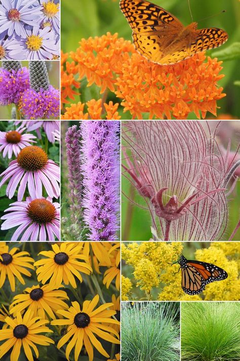 Perrenial Gardens Layout, Perrenial Gardens Layout Front Yards, Perrenial Gardens, Prairie Nursery, Planting Layout, Clay Soil Plants, Monarch Butterfly Garden, Deer Resistant Garden, Tattoo Garden