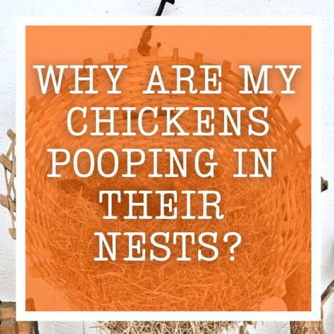 How To Keep Chickens From Pooping In Nesting Boxes, Chicken Poop Chart, Chicken Coop Nesting Box Ideas, Chicken Boxes Nesting, Chicken Poop Catcher, Chicken Coop Nesting Boxes, Nesting Boxes For Chickens, Chicken Laying Boxes, Chicken Feeder Diy