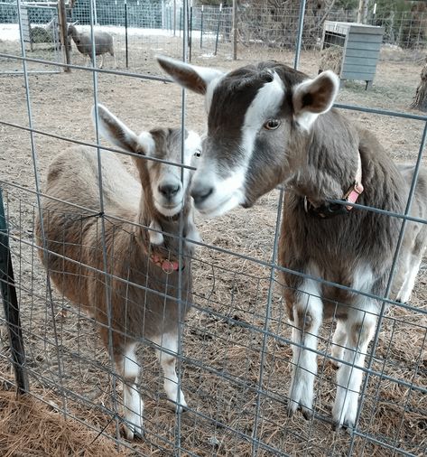 Learn about raising a Toggenburg goat and if it's a fit for your farm. Toggenburgs are dairy goats and can provide meat. Here are the pros and cons to raising. Toggenburg Goat, Alpine Goats, Making Butter, Raising Goats, Dairy Goats, Baby Goats, Retirement Home, How To Make Cheese, Small Breed