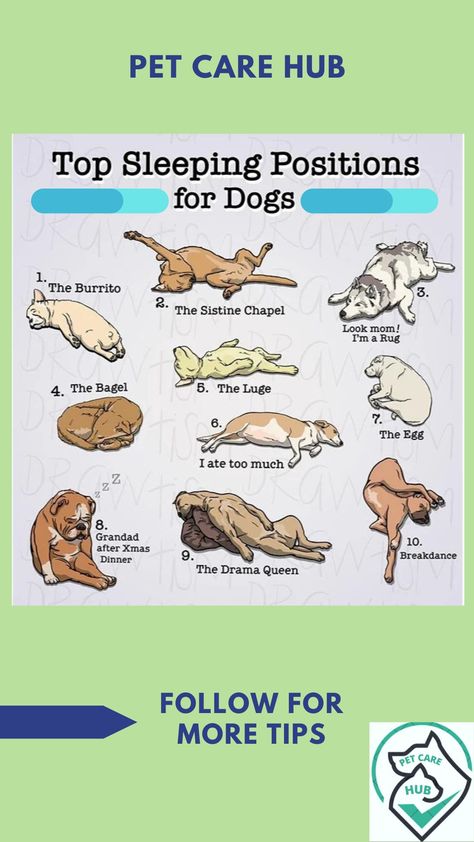 10  dog sleeping positions Dog Sleeping Positions, Dogs Sleeping, Dog Sleeping, Dog Poses, Dog Brain, Dog Facts, Aggressive Dog, People Sleeping, Dog Care Tips