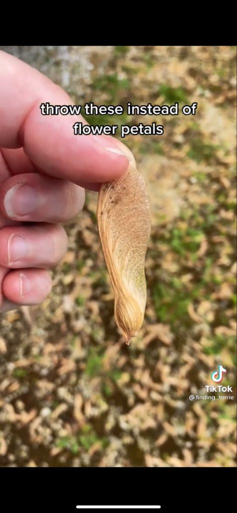 Use maple leaf seeds as confetti, they naturally are green when freshly dropped, purple/ pink as they dry out, and light brown once dried Fall Leaves Wedding Send Off, Leaf Confetti Wedding, Dried Leaf Confetti, Biodegradable Flower Petals, Seed Confetti, Fall Leaf Confetti, Fasting Ideas, Heart Shaped Leaf Confetti, Leaf Confetti