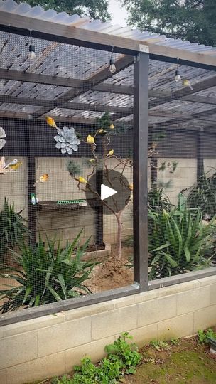 1.1M views · 126K reactions | Outdoor Aviary #paradiseparkaviary #aviarybirds #aviary #birds #finches #canaries #birdlovers #paradise #birdsparadise #reels #instareels #instagram #instagood #youtube #youtuber #fyp #fresno #559 #fish #pond #fishpond #koi #koipond #birdaviary #outdooraviary | Paradise Park Aviary | Richard Carter · Le Monde Birds Aviary Ideas, Finch Aviary Outdoor, Budgie Aviary Outdoor, Outdoor Aviary Ideas, Birds Cage Ideas Outdoor, Quail Aviary Ideas, Bird Aviary Ideas Outdoor, Canary Aviary, Aviary Ideas Outdoor