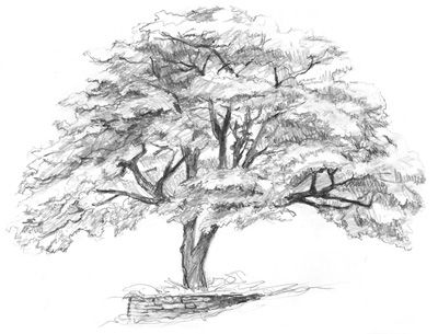 Beautiful Pencil Drawings, Pencil Drawing Ideas, Tree Drawings Pencil, Spiderman Art Sketch, Pencil Drawing Tutorials, Tree Sketches, Siluete Umane, Landscape Sketch, Drawing Templates