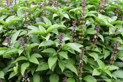 Holy Basil Benefits, Holy Basil Tea, Ocimum Tenuiflorum, Tulsi Tea, Tulsi Plant, Medicinal Herbs Garden, Basil Seeds, Basil Plant, Sacred Plant