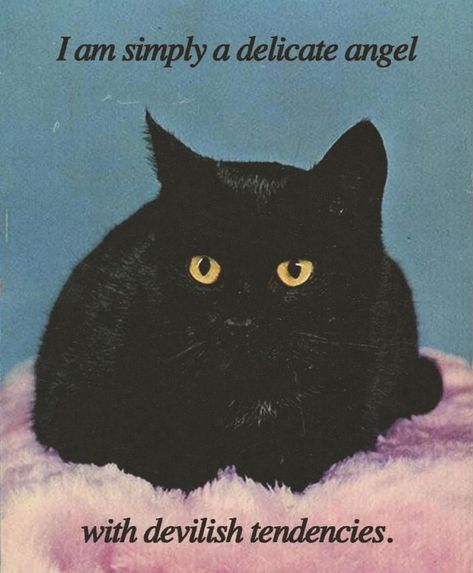 Black Cat Quotes, Goth Memes, Beachy Girl, Black Cat Aesthetic, Gemini Season, Silly Cats Pictures, A Black Cat, Cat Quotes, Cat Aesthetic