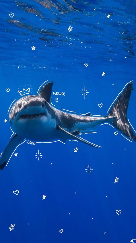 Sharks Cute Wallpaper, Sea World Orcas, Shark Week Wallpaper, Sharks Of The World, Silly Shark Wallpaper, Aesthetic Shark Pictures, Shark Pfp Cute, Shark Reference Photo, Great White Shark Wallpaper