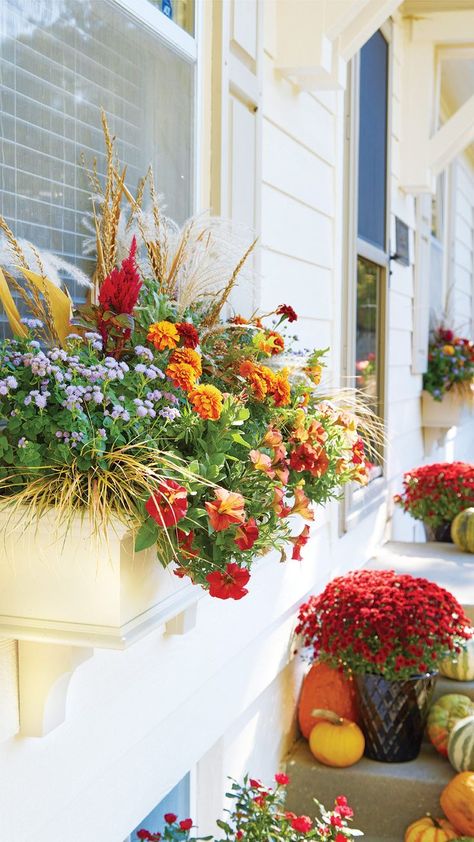 Windowboxes filled with red and orange fall flowers next to a porch with pumpkins and mums Floss Flower, Wildlife Garden Design, Hardscape Backyard, French Marigold, Fall Window Boxes, Ornamental Kale, Fall Containers, Container Garden Design, List Of Flowers