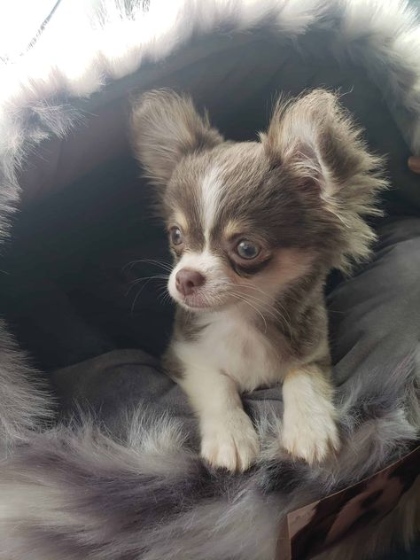 Teacup Chihuahua Puppies For Sale Near Me, Fluffy Chihuahua, Long Haired Chihuahua Puppies, Teacup Chihuahua For Sale, Small Dogs For Sale, Micro Teacup Puppies, Chihuahua Rescue, Teacup Chihuahua Puppies, Chihuahua Puppies For Sale