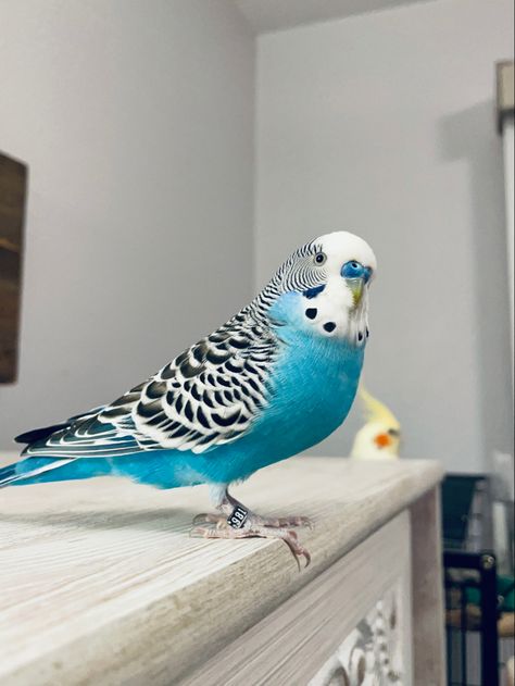 Healing Photos, Parakeet Colors, Blue Budgie, Parakeet Bird, Budgies Bird, Budgie Parakeet, Finches, Red Birds, Cute Animal Photos