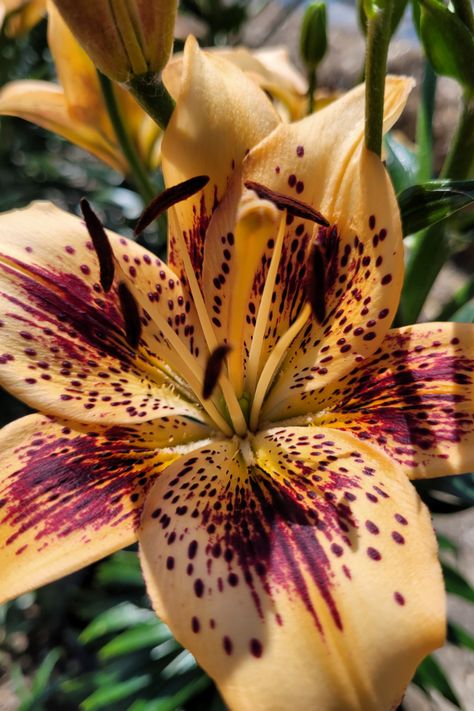 Asiatic Lily, Mix Of Colors, Asiatic Lilies, Garden Greenhouse, Greenhouses, Flower Seeds, Color Mixing, Seeds, Lily