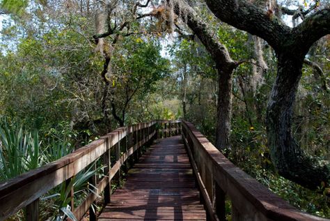 Turkey Creek Sanctuary Palm City Florida, Palm Bay Florida, Indian River Lagoon, Outdoor Scenery, Cocoa Beach Florida, Palm City, Jensen Beach, Never Leave Me, Palm Bay