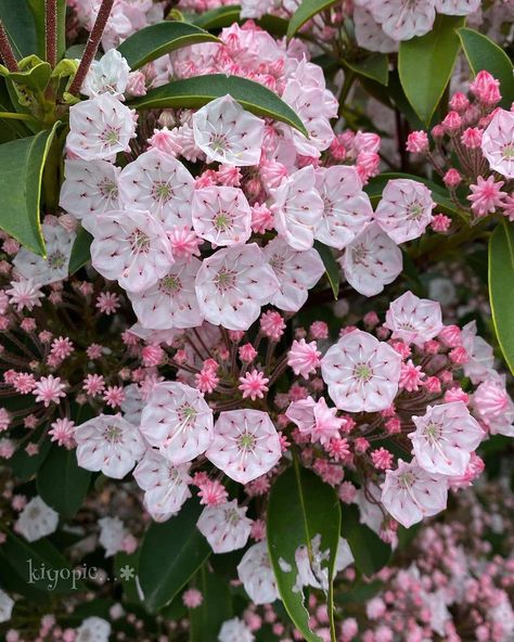 Flowers from around the world on Instagram: “#kalmia 📸🏆@kiyo_taka_10969 ➖➖➖➖➖➖➖➖➖➖➖➖➖➖➖➖➖➖ Photo selected by 👉@ponyfony 👈 Thank you for tagging #ponyfony_flowers 🙏 ➖➖➖➖➖➖➖➖➖➖➖➖➖➖➖➖➖➖…” Kalmia Flower, Kalmia Latifolia, Shade Shrubs, Mountain Laurel, Art Projects, Floral Wreath, Around The World, Around The Worlds, Thank You