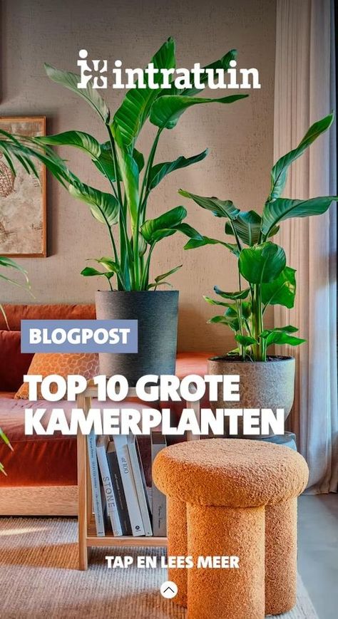 Of je nu op zoek bent naar grote groene planten voor in je woonkamer, vensterbank of waar dan ook in je interieur: doe inspiratie op met onze top 10 grote kamerplanten. Indoor Jungle, Top 10, Living Room, Plants