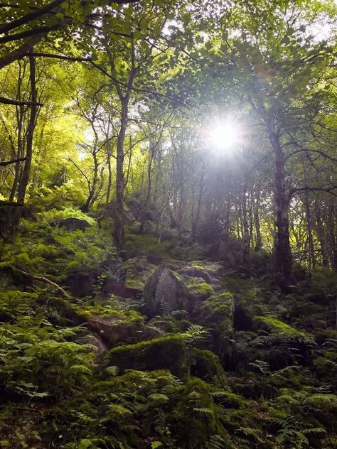 phil openshaw : Photo Afternoon Light, Freelance Photographer, West Yorkshire, Magical Forest, Bouldering, Graphic Designer, Digital Artist, Trees, Forest