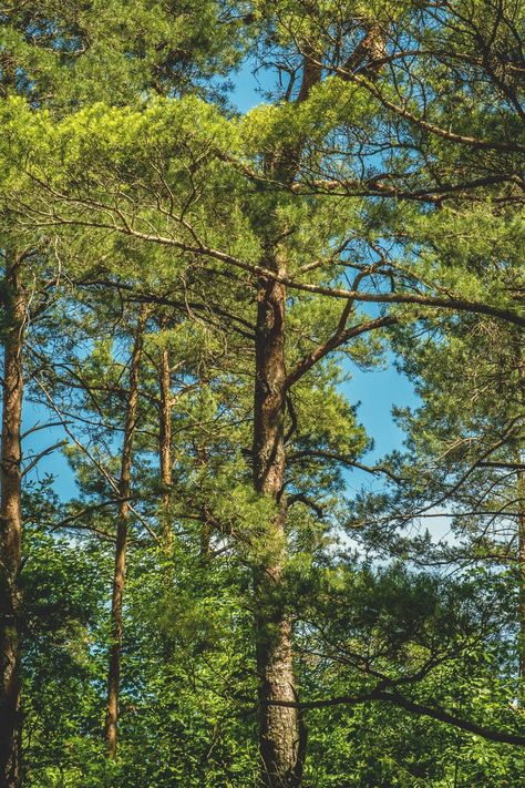 Tree Background Aesthetic, Aesthetic Tree Pictures, Comfort Pictures, Greenery Aesthetic, Lush Green Forest, Aesthetic Scenery, Cottagecore Room, Bright Blue Sky, Forest Canopy