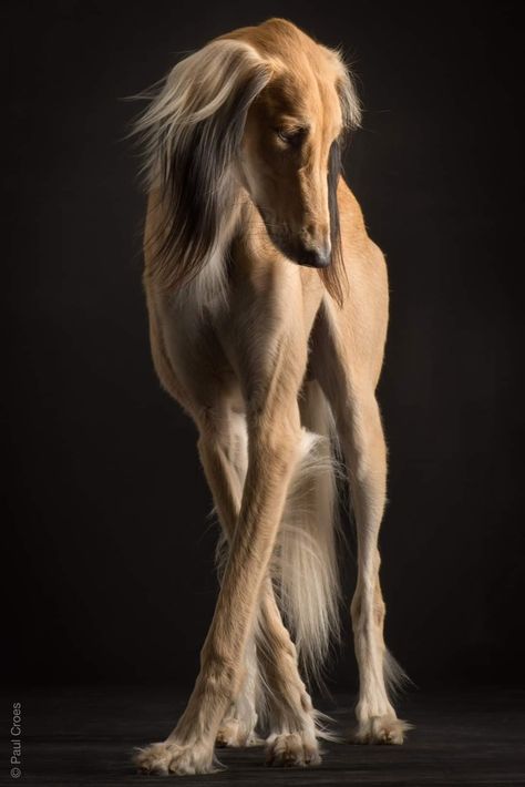 Saluki by Paul Croes Saluki Dogs, Regard Animal, Pretty Dogs, Old Dogs, Dog Photography, Whippet, Dog Portraits, Beautiful Dogs, Dog Pictures