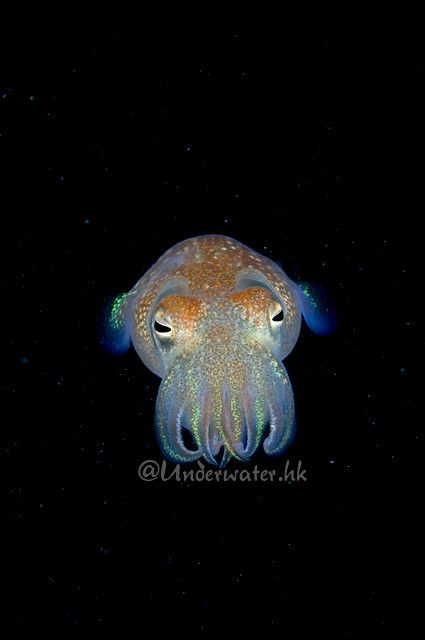 Bobtail squid | Jackson Wong | Flickr Squid Photography, River Creatures, Bobtail Squid, Nautical Sleeve, Wood Pins, Medieval Theme, Octopus Squid, Weird Fish, Animal Study