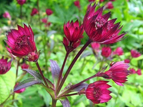 After the wettest winter since records began, gardening expert Val Bourne offers tips on soil drainage and recommends plants that thrive in damp conditions. Shade Garden Design, Plant Watering, Backyard Plants, Soil Improvement, Flower Bed, Shade Garden, Flower Beds, Garden Landscaping, Planting