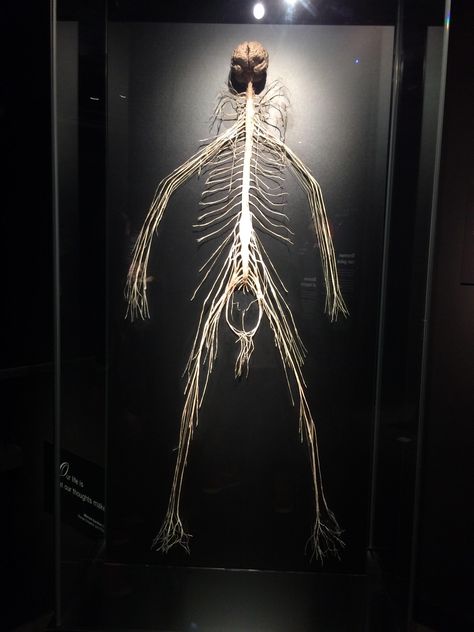 Brain and nervous system. BodyWorlds Amsterdam. Nervous System Art, Anatomy Nervous System, Nervous System Anatomy, Human Nervous System, Brain And Nervous System, Human Body Science, Systems Art, $b Wallpaper, Biology Art