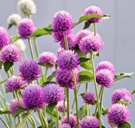 Gomphrena globosa 'Ping Pong Pink' (Globe Amaranth) Gomphrena Globosa, Pink Globe, Seed Growing, Single Flowers, Globe Amaranth, Buy Plants, Container Flowers, Amaranth, Single Flower