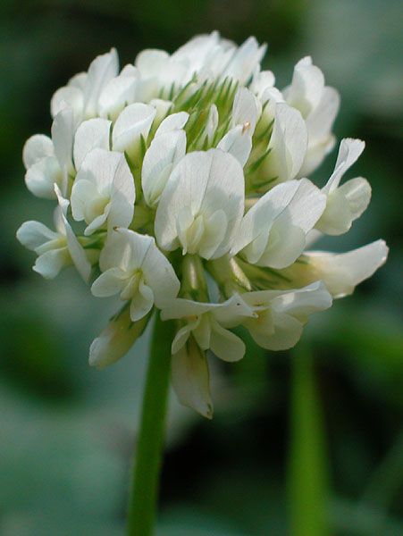 White Clover Tattoo, White Clover Flower, Clover Aesthetic, Irish Flowers, Clover Blossom, Clover Seed, White Clover, Clover Tattoos, London Garden