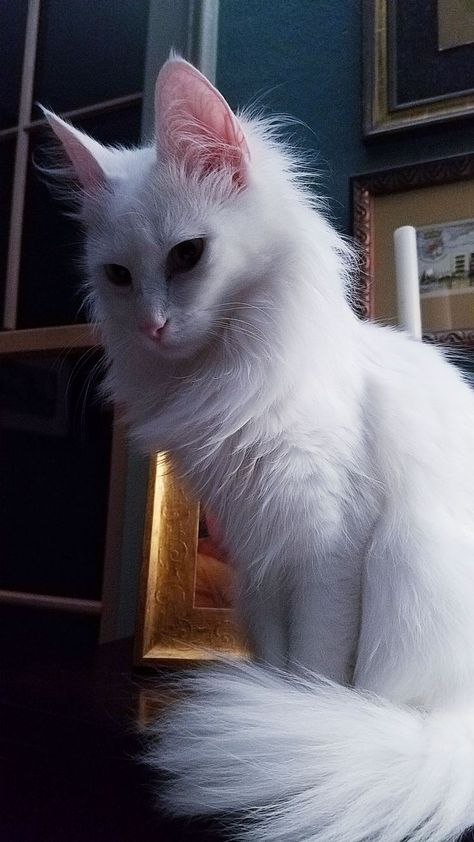 My Persian White cat, she has short tail, small forward tilting ears، small legs, and round eyes. White Cat Reference, Long Hair White Cat, White Angora Cat, White Siberian Cat, White Cat Photography, All White Cat, White Turkish Angora, White Long Haired Cat, Pretty White Cat