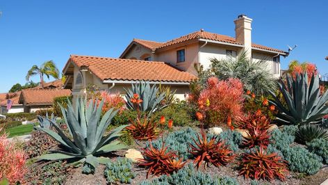 Desert Landscape Design, Drought Resistant Plants, Drought Tolerant Landscape, Desert Garden, Ground Cover Plants, Drought Tolerant Plants, Desert Landscape, Desert Plants, Desert Landscaping