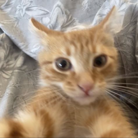 ginger 
kitten
selfie
meme
kitten meme Orange Cat Selfie, Ginger Cats Funny, Ginger Cat Pfp, Orange Cats Funny, Orange Cat Pfp, Animal Selfie, Cats Selfie, Cat Selfies, Selfie Cat