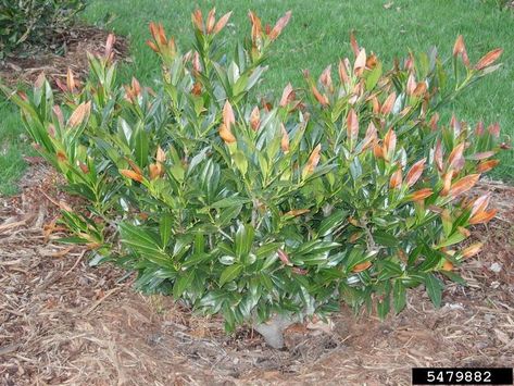 Q&A: What’s wrong with my cherry laurel shrubs? | Maryland Grows Cherry Laurel Hedge, Laurel Bush, Foundation Plants, Laurel Shrub, Cherry Laurel, Prunus Laurocerasus, Laurel Hedge, Foundation Planting, Clay Soil