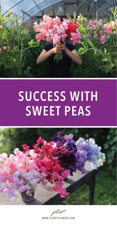 Grow Sweet Peas, Seed Flowers, Farmer Florist, Truck Garden, Compost Container, Growing Sweet Peas, Cut Flower Farm, Flowers Gardening, Alpine Plants