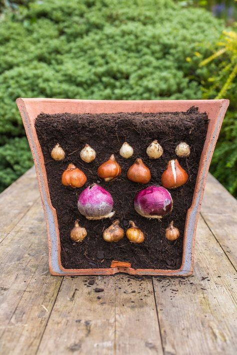 Spring Bulbs Garden, Lasagna Gardening, Spring Planter, Container Gardening Flowers, Spring Flowering Bulbs, Garden Bulbs, Cut Flower Garden, Have Inspiration, Beautiful Flowers Garden