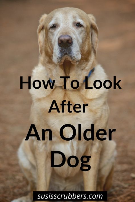 An Old dog is sitting gently Elderly Dog Care Tips, Senior Dogs Care, Dog Wellness, Health Blogs, Elderly Dogs, Senior Dogs, Old Dog, Dog Ages, Dog Care Tips