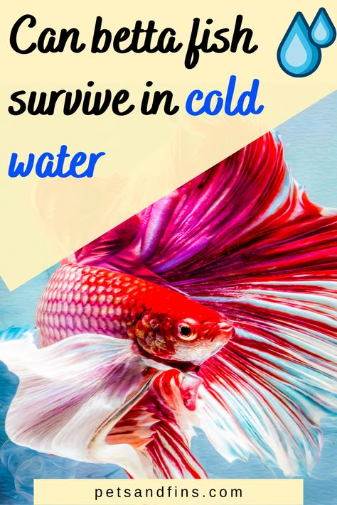 What Fish Can Live With Bettas, Aquarium Heater, Betta Fish Care, Fish Breeding, Fish Tank Design, Beta Fish, Betta Fish Tank, Fish Care, Pet Fish