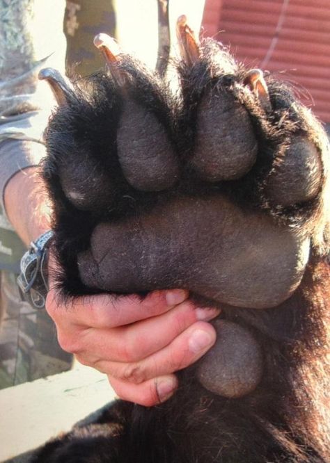 Paw of an 8 ft brown bear[569x800] - Imgur Silly Bears, Bear Family, Bear Pictures, Love Bear, Bear Paws, Animal Photos, Silly Animals, Bear Stuffed Animal, Grizzly Bear