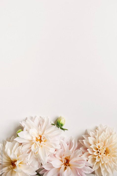 Templates Background, Floral Cards Design, Pink Wallpaper Backgrounds, Flowery Wallpaper, Pretty Backgrounds, Instagram Wallpaper, Flower Background Wallpaper, Flower Phone Wallpaper, Cellphone Wallpaper