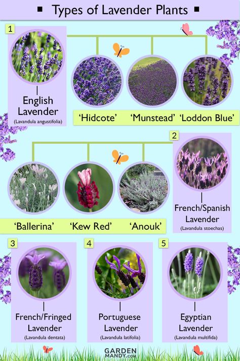 List of Different Types of Lavender Plant with Pictures Backyard Border, Types Of Lavender Plants, Types Of Lavender, Lavender Plant Care, Office Workouts, Lavender Hidcote, Lavender Types, Lavender Hedge, Lavender Varieties