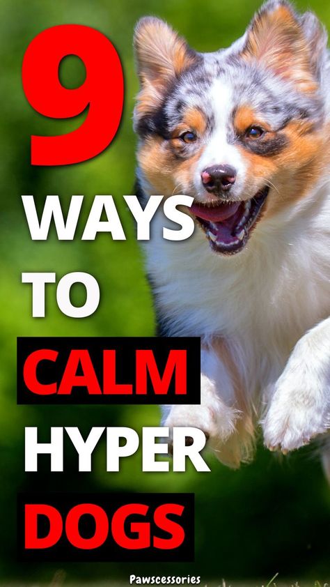 calm down hyper dog Hyperactive Dog, Excited Dog, Hyper Dog, Dog Behavior Training, Dog Advice, Easiest Dogs To Train, Dog Training Advice, Calm Dogs, Best Dog Training