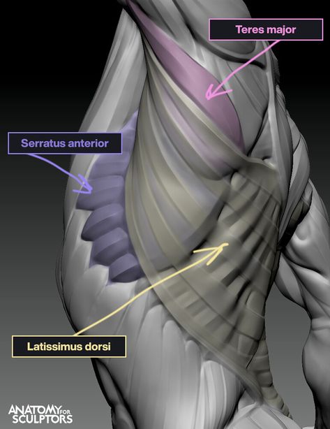 ArtStation - Latissimus dorsi, Teres major, and Serratus anterior , Anatomy For Sculptors Teres Major, Anatomy For Sculptors, Hip Anatomy, Serratus Anterior, 남성 근육, Human Muscle Anatomy, 3d Anatomy, Anatomy Practice, Man Anatomy