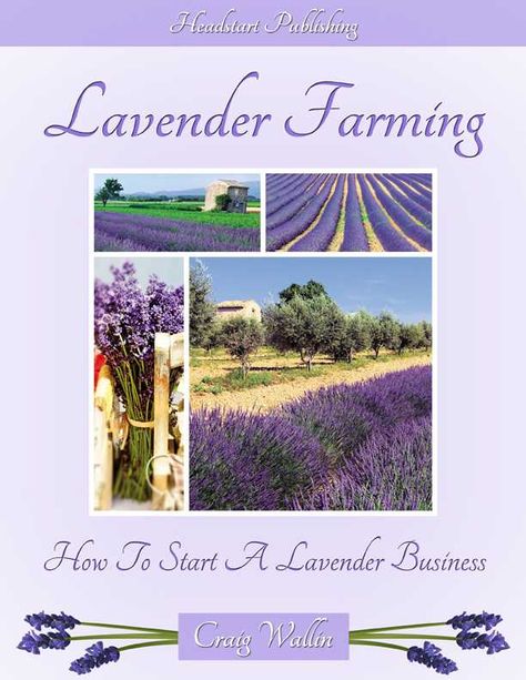 Lavender Farming, Lavender Business, Lavender Ideas, Cut Flower Farm, Growing Lavender, Farm Business, Growing Business, Future Farms, Lavender Garden