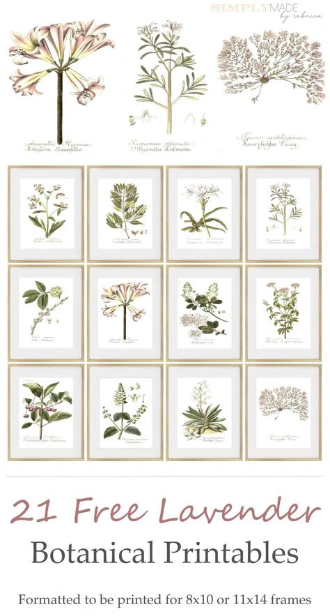 Cricut Botanical Art, Free Herb Printables Botanical Prints, Kitchen Artwork Ideas Farmhouse, Botanical Illustration Vintage Free Printables, Floral Printables Free, Botanical Prints Free Printable Art, Printable Wall Art Bedroom Free Prints, Free Flower Printables, Vintage Botanical Prints Flowers