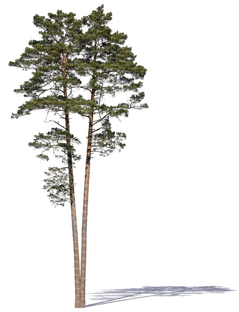 Cut out two pine trees in sunlight Tree Plan Png, Tree Architecture, Tree Cutout, Pine Tree Drawing, Tree Cut Out, Landscape Architecture Graphics, Pine Tree Tattoo, Tree Plan, Architecture Ideas