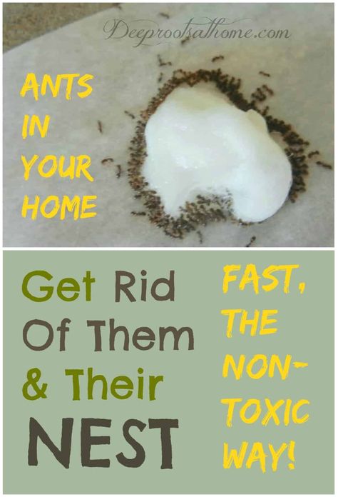 Ants Repellent Diy, Ant Remedies, Ant Killer Recipe, Homemade Ant Killer, Repellent Diy, Sugar Ants, Ant Spray, Tiny Ants, Ant Repellent