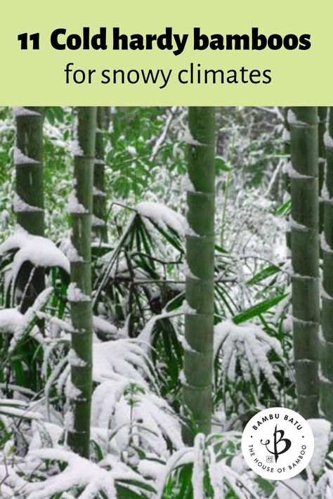 11 Cold Hardy Bamboos for Snowy Climates | Bambu Batu Bamboo Screening Plants, Bamboo Landscape, Clumping Bamboo, Bamboo Privacy, Growing Bamboo, Bamboo In Pots, Bamboo Roots, Survival Garden, Butchart Gardens