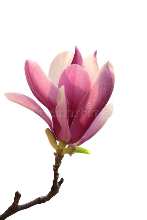 Magnolia. Branche of pink magnolia flower over white background #Sponsored , #paid, #Affiliate, #Branche, #white, #background, #pink Magnolia Reference, Magnolia Flower Photography, Magnolia Flower Painting, Pink Magnolia Flower, Beautiful Paintings Of Nature, Magnolia Tattoo, Magnolia Branch, Pink Magnolia, Flower Drawing Tutorials