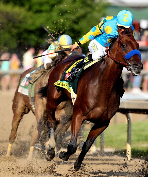 Thoroughbred Racehorse, American Pharoah, Triple Crown Winners, Derby Winners, Derby Horse, Thoroughbred Horse Racing, Belmont Stakes, Thoroughbred Horse, Triple Crown