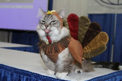 This cat is grumpy because he wanted to eat turkey, not be the turkey Thanksgiving Cats, Happy Thanksgiving Memes, Cat Thanksgiving, Thanksgiving Meme, Thanksgiving Cat, Cats Pics, Quotes Friends, Thanksgiving Images, Arabic Tattoo