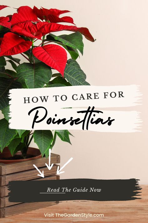 Discover how easy it is to grow, care for, and keep your poinsettias blooming with our comprehensive gardening guide! Here are the expert tips for caring indoors and outdoors. poinsettia flowers, how to care for poinsettias, how to take care of poinsettias, how to take care of a poinsettia flower, how to care for a poinsettia, how to care for poinsettia, how to care for poinsettias outside, how to care for poinsettias, how to take care of poinsettia flower Surviving Christmas, Poinsettia Care, Flower Tips, Poinsettia Plant, Plants Care, Gardening Guide, Wood Mulch, Poinsettia Flowers, Indoor Plant Care